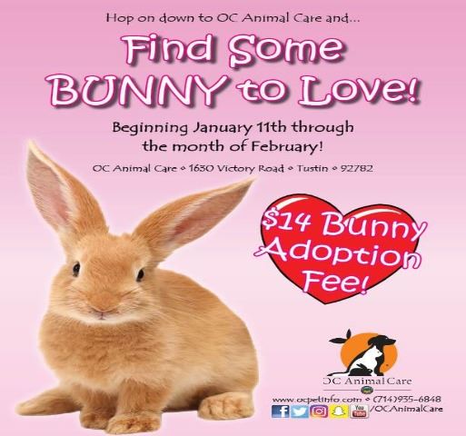 Adopt a Shelter Rabbit Month 2020