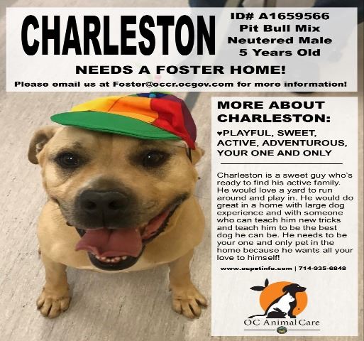 Charleston Needs a Foster Home 5-13-2020