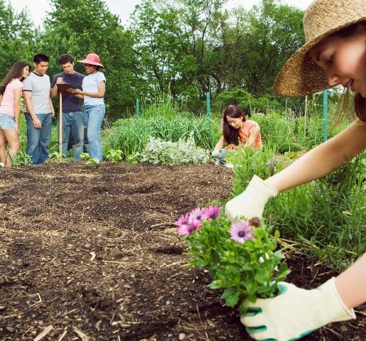 community garden