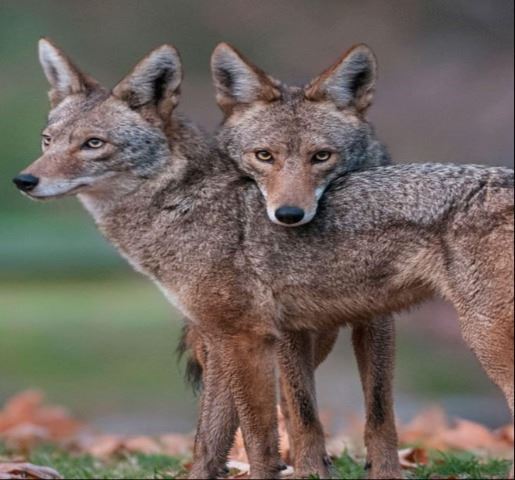 coyote mating season