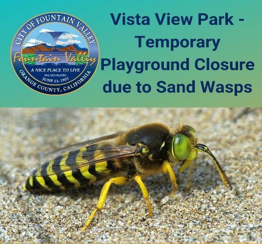 Sand Wasps