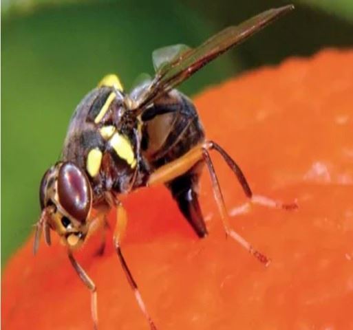 2025-07-03_Oriental Fruit Fly Stock Image