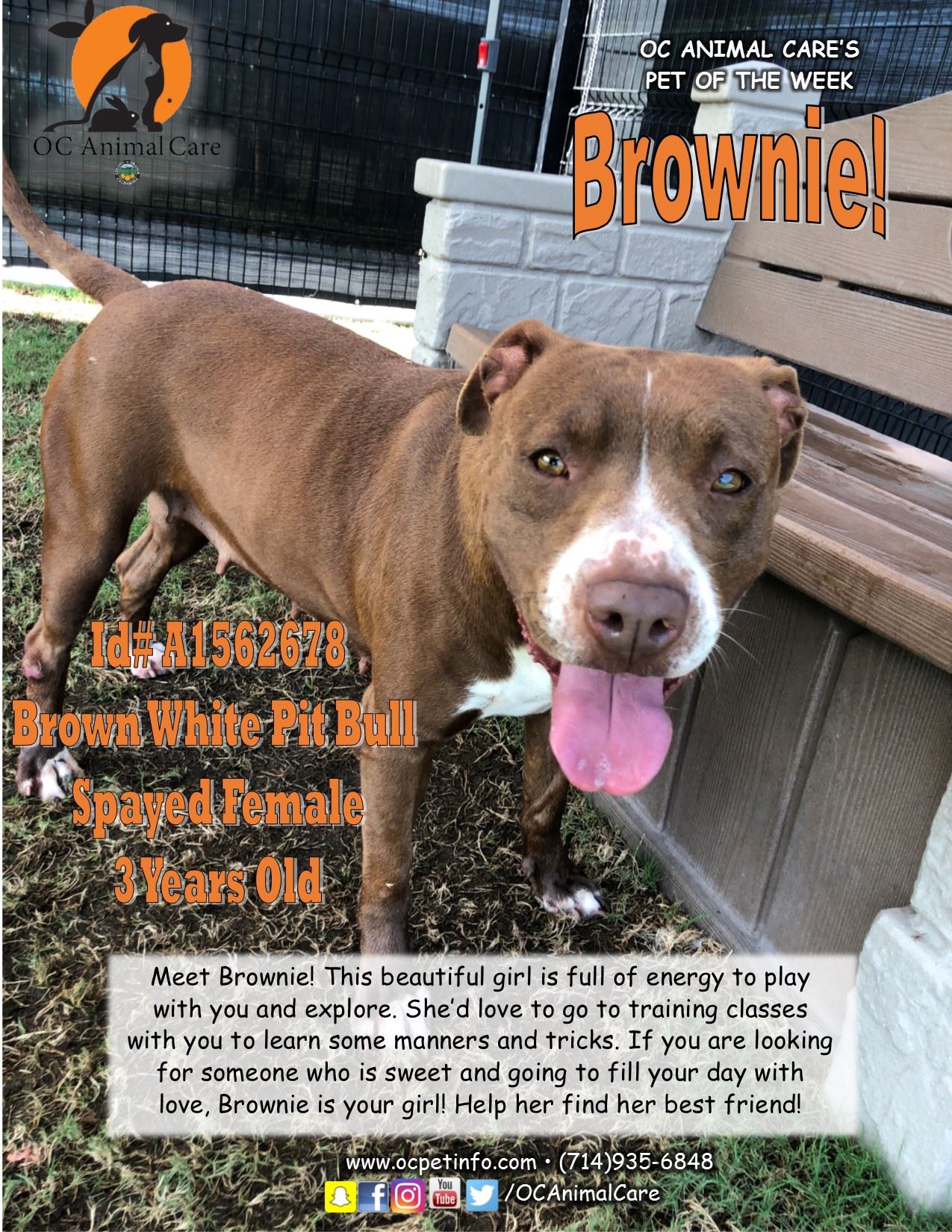 Brownie 8.30.18