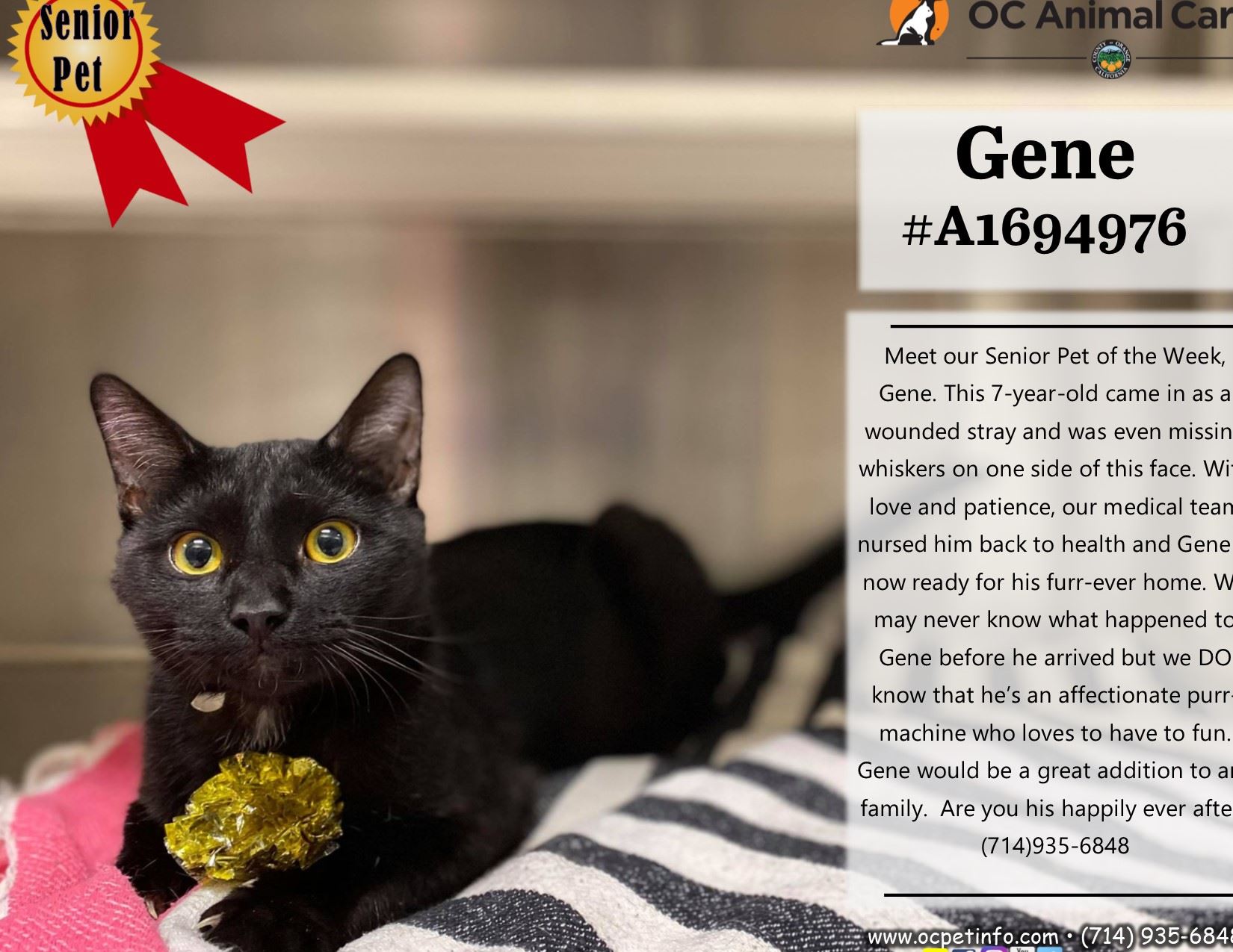 Pet of the week  Gene 11-11-20