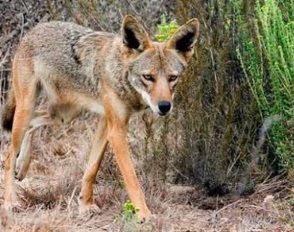 Walking Coyote